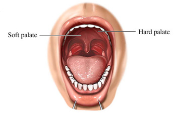 soft-hard-palate